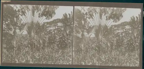Stereo Foto Trinidad & Tobago, 1914, Palmen, Urwaldpartie