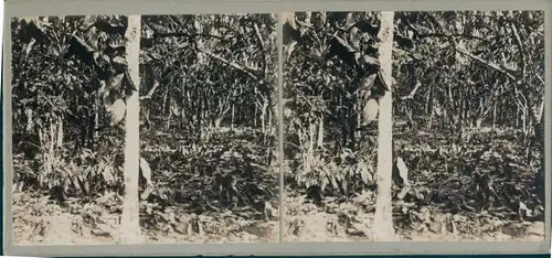 Stereo Foto Trinidad & Tobago, Kakao Plantage, Urwaldpartie, Dschungel, um 1915