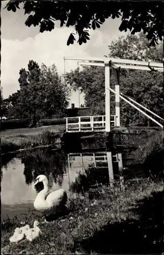 Ak Aalsmeer Nordholland Niederlande, Oosteinderweg, Schwan mit Jungtieren