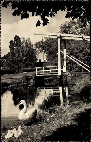 Ak Aalsmeer Nordholland Niederlande, Oosteinderweg, Schwan mit Jungtieren am Ufer, Brücke