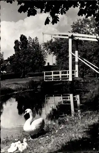 Ak Aalsmeer Nordholland Niederlande, Oosteinderweg, Schwan mit Jungtieren am Ufer, Brücke