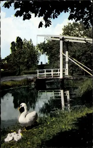 Ak Aalsmeer Nordholland Niederlande, Oosteinderweg, Schwan mit Jungtieren am Ufer, Brücke