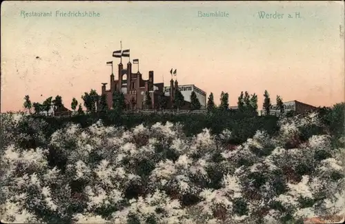 Ak Werder an der Havel, Restaurant Friedrichshöhe, Baumblüte