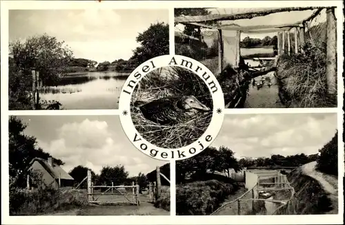 Ak Insel Amrum in Nordfriesland, Vogelkoje, Seeblick