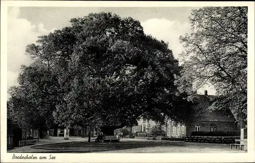 Ak Bordesholm in Holstein, Lindenplatz, 600-jährige Linde