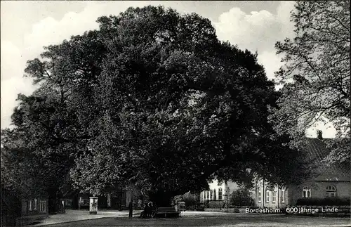 Ak Bordesholm in Holstein, Lindenplatz, 600-jährige Linde