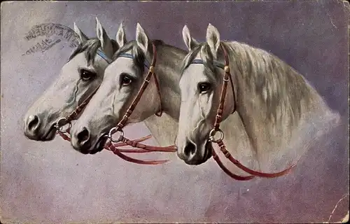 Künstler Ak Drei weiße Pferdeköpfe mit Zaumzeug, Zugpferde, Kopfstudien