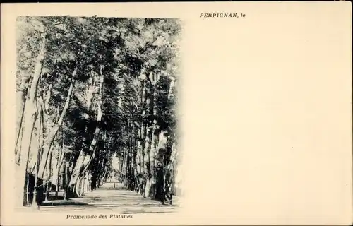 Ak Perpignan Pyrénées Orientales, Promenade des Platanes