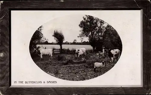 Passepartout Präge Ak In the Buttercups and Daisies, Kühe und Schafe auf der Wiese, Landwirtschaft