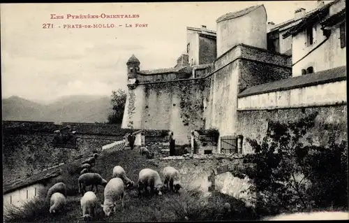Ak Prats de Mollo Pyrénées Orientales, Le Fort, Schafe