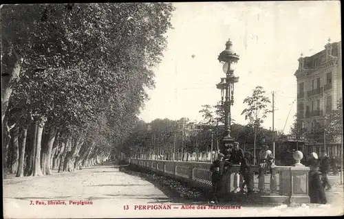 Ak Perpignan Pyrénées Orientales, Allee des Marronniers