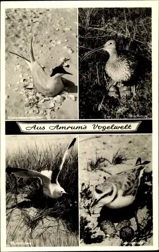 Ak Insel Amrum in Nordfriesland, Küstenseeschwalbe, Brachvogel, Sturmmöwe