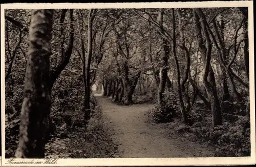 Ak Norderney in Ostfriesland, Promenade im Wald