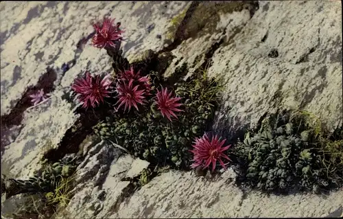 Ak Photochromie, Nenke und Ostermaier Serie L Nr. 521, Alpenflora, Sempervivum Funkii