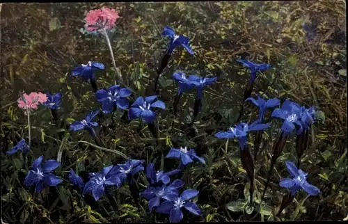 Ak Photochromie, Nenke und Ostermaier 520 913, Alpenflora, Gentiana verna, Primula farinosa