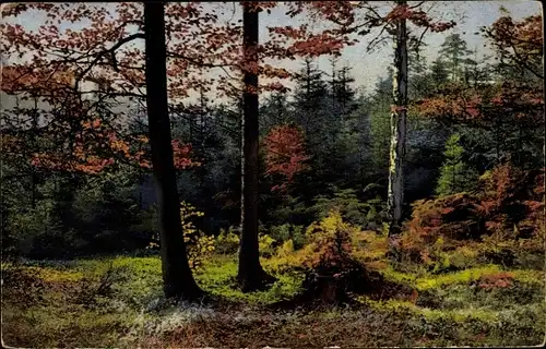 Ak Photochromie, Nenke und Ostermaier 110 2306, Herbst, Bäume, Waldpartie
