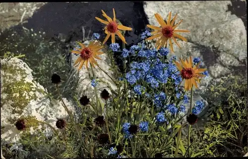 Ak Photochromie, Nenke und Ostermaier 504, Arnica montana, Mysotia alpestris, Nigritella nigra