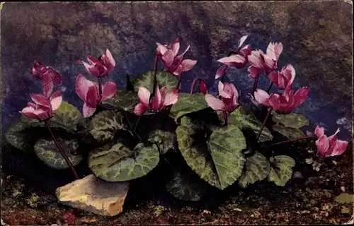 Ak Photochromie, Nenke und Ostermaier 545 1191, Alpenflora, Cyclamen europaeum, Alpenveilchen