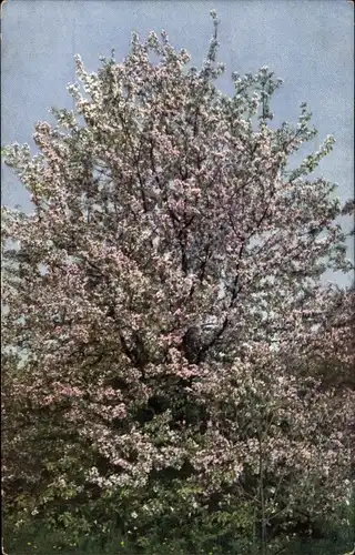 Ak Baumblüte, blühender Baum, Novitas 1626