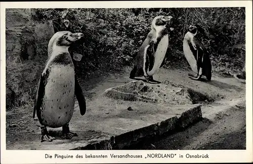 Ak Osnabrück in Niedersachsen, Pinguine des Versandhauses Nordland