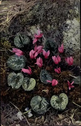 Ak Photochromie, Nenke und Ostermaier 508 785, Alpenflora, Cyclamen europaeum, Alpenveilchen