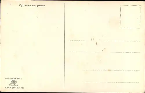 Ak Photochromie, Nenke und Ostermaier 508 785, Alpenflora, Cyclamen europaeum, Alpenveilchen