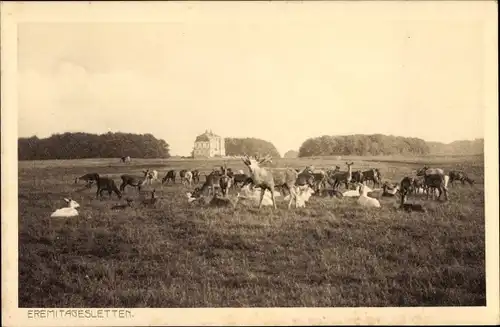 Ak Klampenborg Dänemark, Eremitagesletten, Hirsche, Schloss