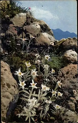 Ak Photochromie, Nenke und Ostermaier 549 1227, Alpenflora, Leontopodium alpinum