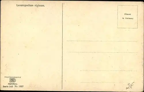 Ak Photochromie, Nenke und Ostermaier 549 1227, Alpenflora, Leontopodium alpinum