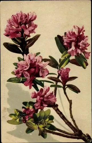 Ak Photochromie, Nenke und Ostermaier 543 1164, Rhododendron