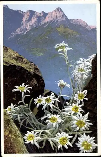 Ak Photochromie, Nenke und Ostermaier 548, 1221, Alpenflora, Leontopodium alpinum