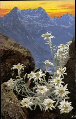 Ak Photochromie, Nenke und Ostermaier 758, Alpenflora, Leontopodium alpinum, Edelweiß