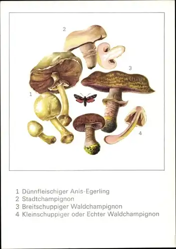 Künstler Ak Schmidt, G., Dünnfleischiger Anis Egerling, Stadtchampignon, Waldchampignon