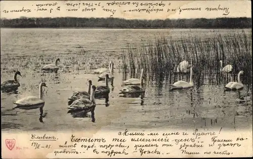 Ak Sliwen Bulgarien, Wasserpartie, Schwäne