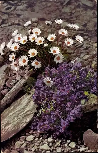 Ak Photochromie, Nenke und Ostermaier Serie L Nr. 519, Alpenflora, Linaria alpina, Chrysanthemum