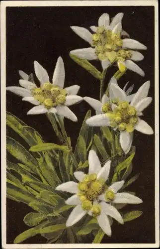 Ak Photochromie, Nenke und Ostermaier 656 1862, Leontopodium alpinum, Edelweiß