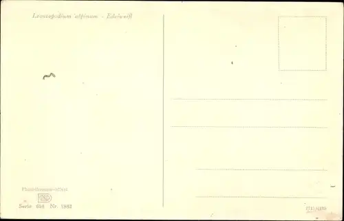Ak Photochromie, Nenke und Ostermaier 656 1862, Leontopodium alpinum, Edelweiß