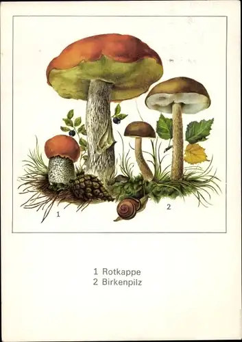 Künstler Ak Schmidt, Gerhard, Rotkappe, Birkenpilz, NBI Kleine Pilzfibel
