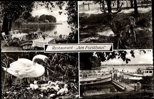 Ak Berlin Reinickendorf Tegel, Erholungsstätte Am Forsthaus, Terrasse, Bootsanleger, Hirsch, Schwan