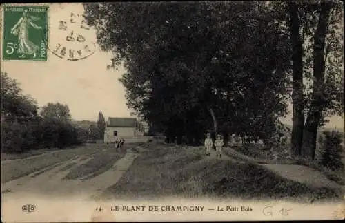 Ak Le Plant Champigny sur Marne Val de Marne, Le Petit Bois