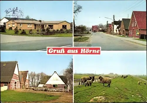 Ak Hörne Balje Niedersachsen, Detailansichten, Schafe