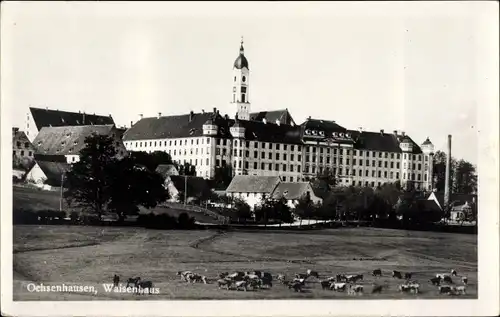 Foto Ak Ochsenhausen Oberschwaben, Waisenhaus, Kühe