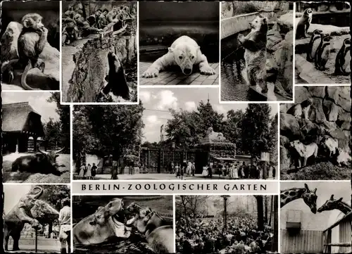 Ak Berlin Tiergarten, Zoologischer Garten, Bären, Affen, Elefanten