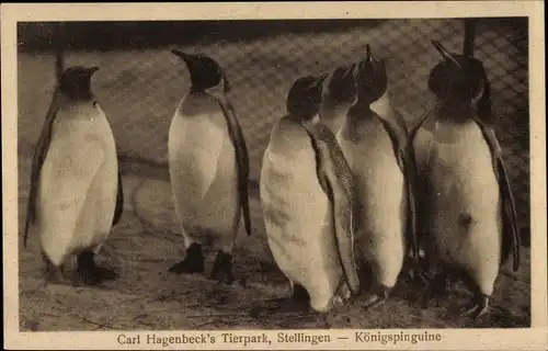 Ak Hamburg Eimsbüttel Stellingen, Carl Hagenbeck's Tierpark, Königspinguine