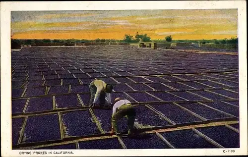 Ak California USA, Drying Prunes