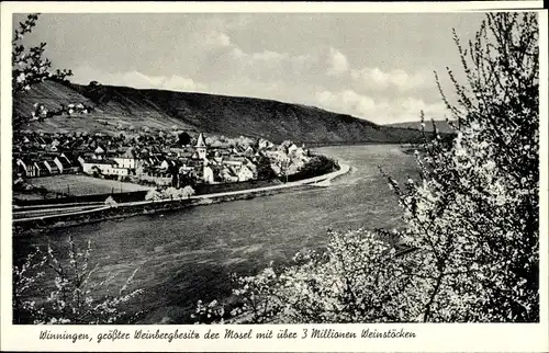 Ak Winningen an der Mosel, Weinberge, Panorama