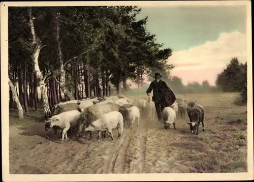 Ak Schäfer mit Schafherde, Heidekraut