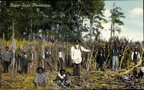 Ak USA, Sugar Cane Plantation, Zuckerrohrplantage