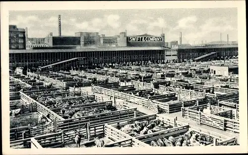 Ak Chicago Illinois, Swift and Company, Rinder