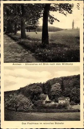 Ak Bad Arolsen in Hessen, Ulmenallee, Wildkamp, Fischhaus im Bicketal